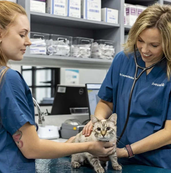 Female veterinarian and technician examining a relaxed cat in modern veterinary clinic exam room