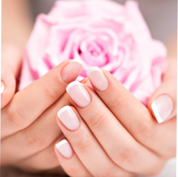 Delicate manicured fingers cradling a fresh rose flower in soft focus background
